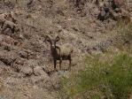 Big Horn Sheep